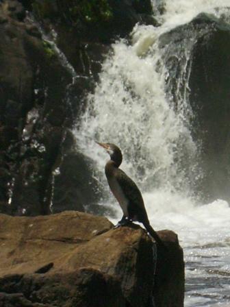 Kribi