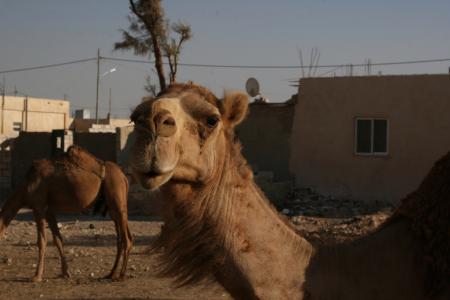 Bonjour la Jordanie !